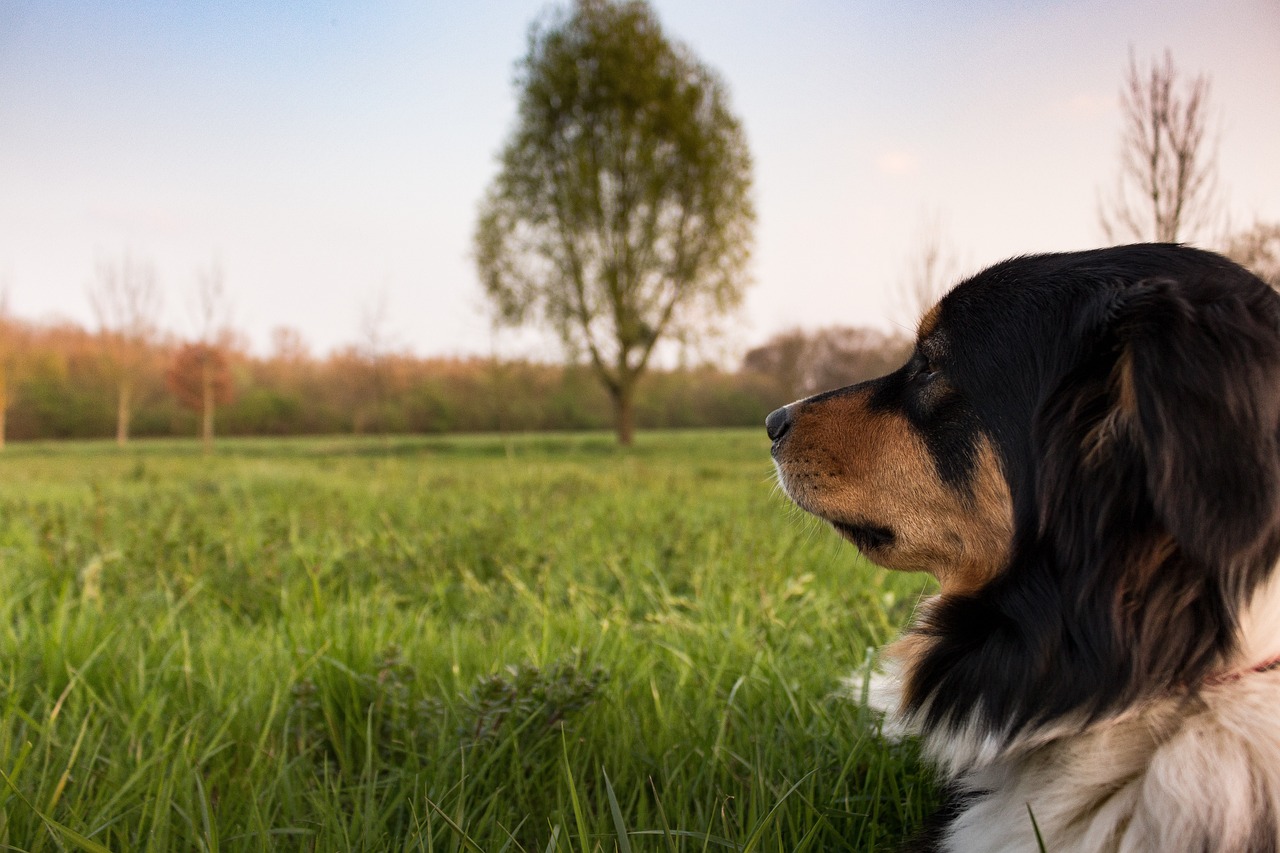 Tips for Training Your Pet to Go Outside